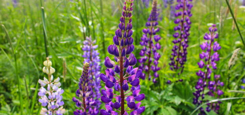 Blomsterlupiner