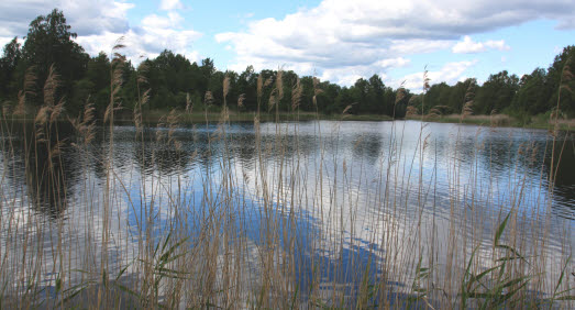 vass i förgrunden mot klarälven i bakgrunden