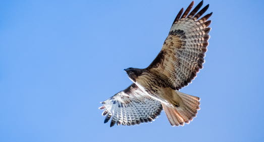 Hök sim flyger mot blå himmel