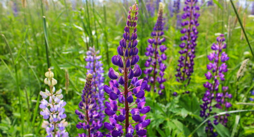 Blomsterlupiner