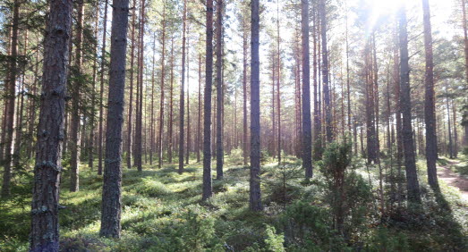 Skogsglänta i motljus