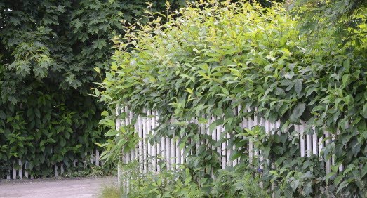 Staket runt en grönskande trädgård