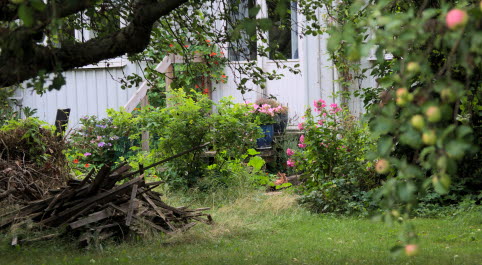 Risig trädgård